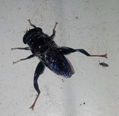 Malometasternum rufocaudatum