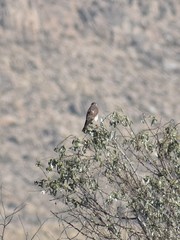 Falco sparverius