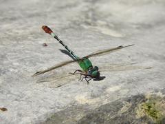Erpetogomphus elaps