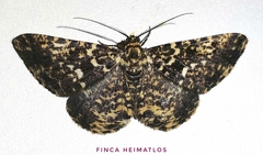 Melanolophiini