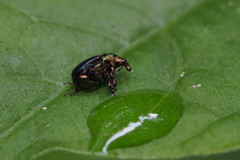Euops splendidus