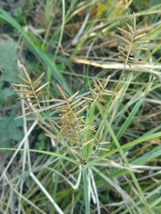 Cyperus esculentus leptostachyus