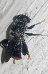 Malometasternum rufocaudatum