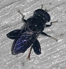 Malometasternum rufocaudatum