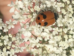 Hippodamia glacialis