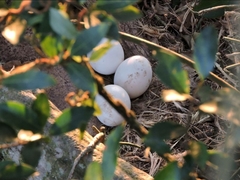 Bubo virginianus