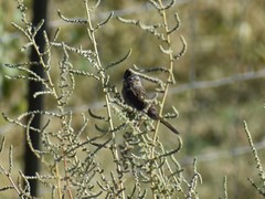Melospiza lincolnii