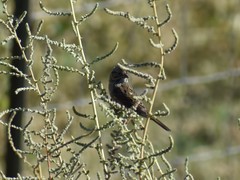 Melospiza lincolnii