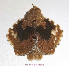 Euglyphis vitripuncta