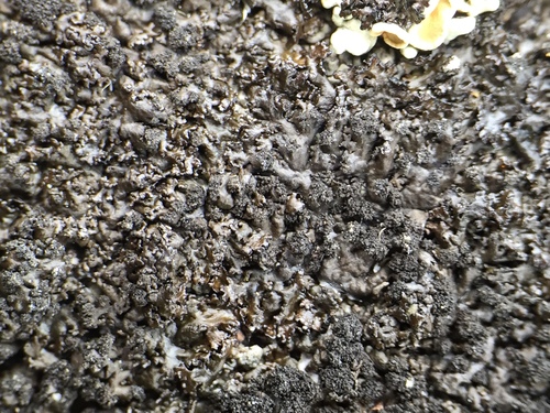 Melanelia disjuncta image