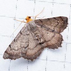 Macaria distribuaria