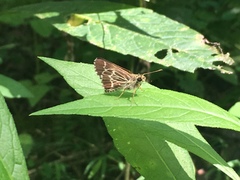 Amblyscirtes aesculapius