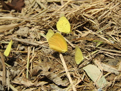 Pyrisitia dina