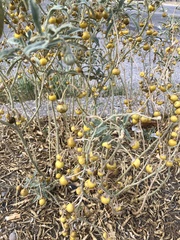 Solanum elaeagnifolium