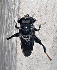 Malometasternum rufocaudatum