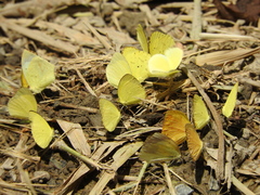 Pyrisitia dina