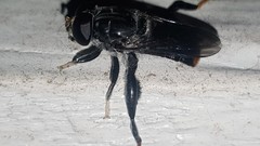 Malometasternum rufocaudatum