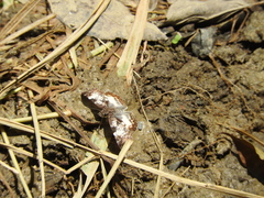 Chiomara georgina georgina