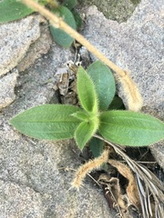 Chaetogastra gracilis