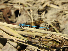 Argia westfalli