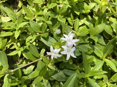 Richardia grandiflora