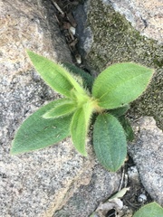 Chaetogastra gracilis