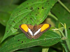 Adelpha cytherea cytherea