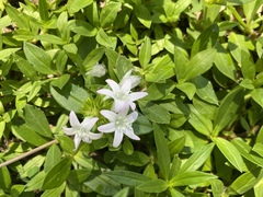 Richardia grandiflora