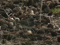 Junco hyemalis cismontanus