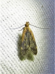 Dichomeris costarufoella