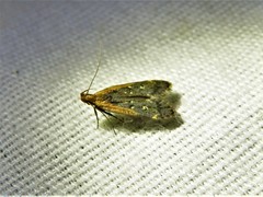 Dichomeris costarufoella