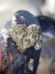 Semibalanus cariosus