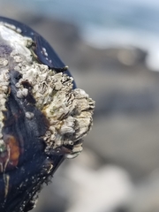 Semibalanus cariosus