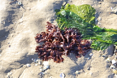 Haraldiophyllum crispatum