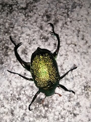 Chrysophora chrysochlora