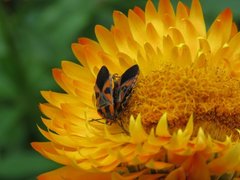 Spilostethus pacificus