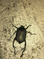 Chrysophora chrysochlora