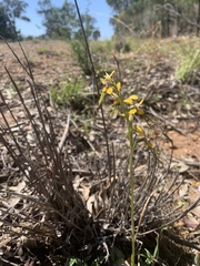 Diuris tricolor