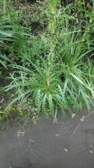 Eryngium proteiflorum