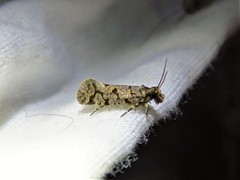 Amydria margoriella