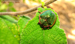 Polychalca punctatissima