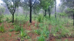 Eryngium proteiflorum