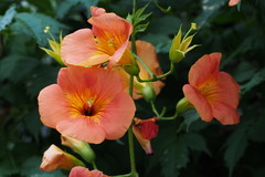 Campsis grandiflora