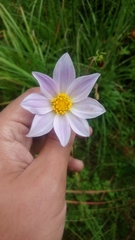 Dahlia imperialis
