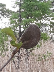Aspidosperma macrocarpon