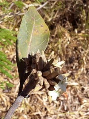Aspidosperma macrocarpon