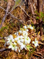 Aspidosperma macrocarpon