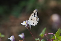 Pseudozizeeria maha