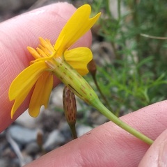 Tagetes linifolia