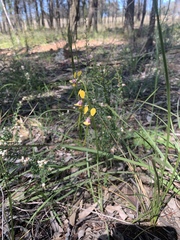 Diuris tricolor